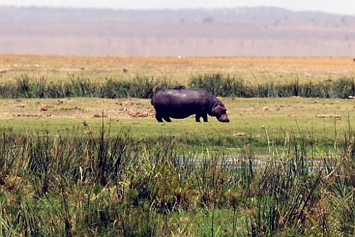 Kenia (214)